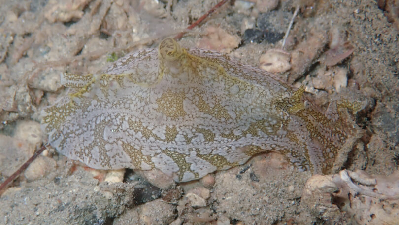 クサモチアメフラシ Syphonota geographica (Adams & Reeve, 1850)