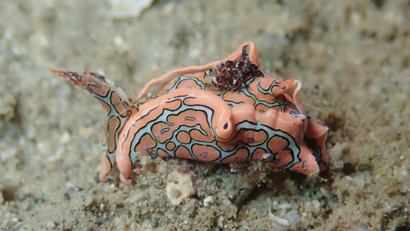 トウモンウミコチョウ Sagaminopteron psychedelicum Carlson & Hoff, 1974