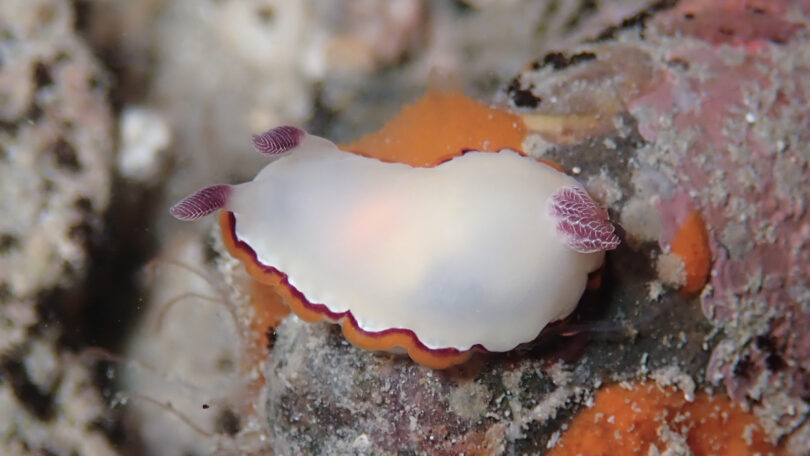 ウチナミシラヒメウミウシ Goniobranchus rubrocornutus (Rudman, 1985)