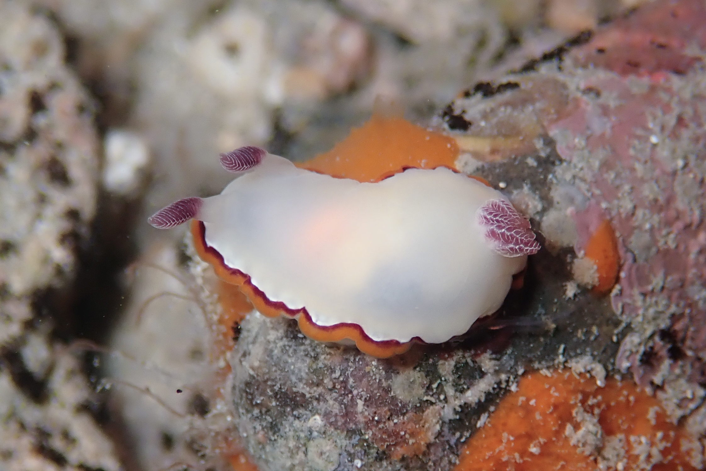 ウチナミシラヒメウミウシ Goniobranchus rubrocornutus (Rudman, 1985)