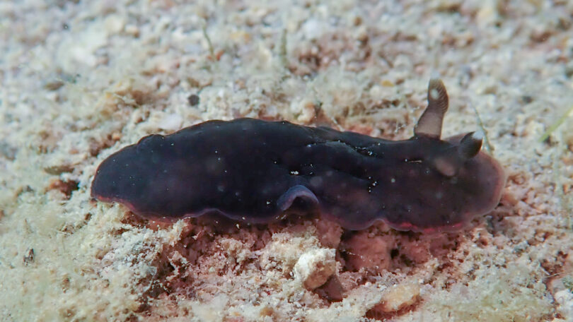 ホンクロシタナシウミウシ Dendrodoris nigra (Stimpson, 1855)