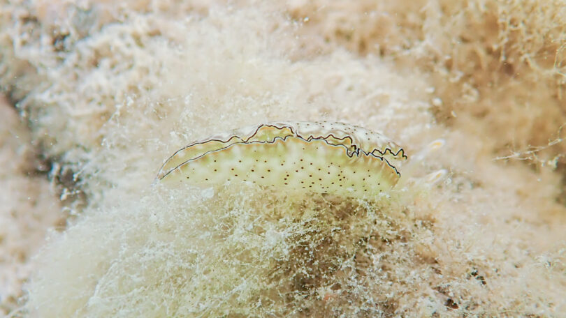 コノハミドリガイ Elysia marginata (Pease, 1871)