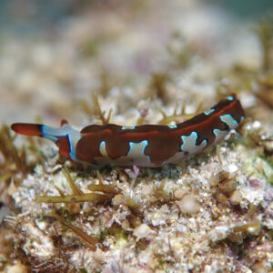 シラナミミドリガイ Thuridilla undula Gosliner, 1995