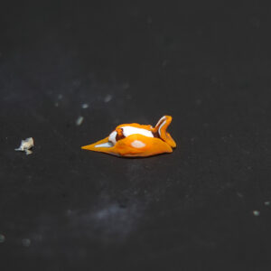 アマミウミコチョウ Gastropteron sp. 1