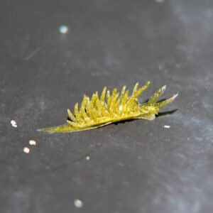 サミドリモウミウシ Placida daguilarensis K. Jensen, 1990