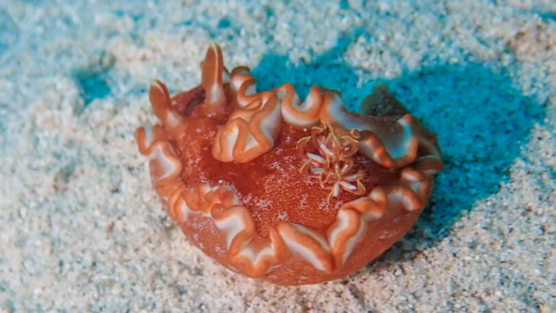 キャラメルウミウシ Glossodoris rufomarginata (Bergh, 1890)