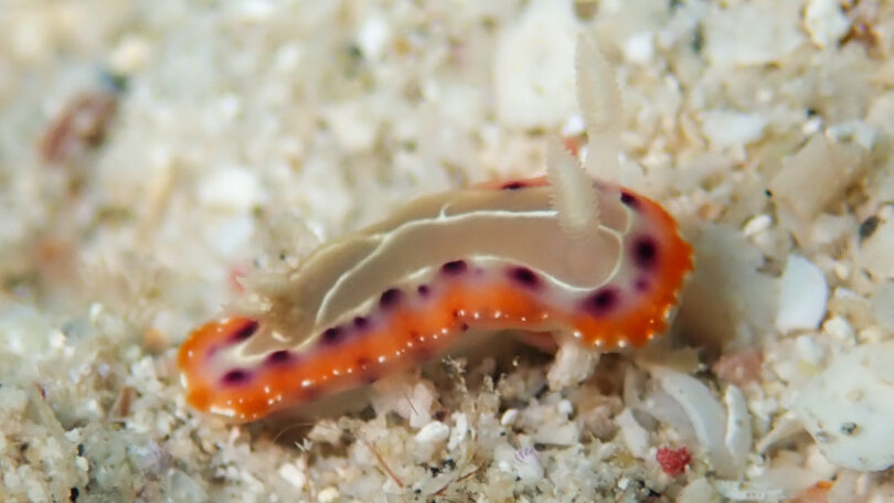 セトイロウミウシ Goniobranchus setoensis (Baba, 1938)