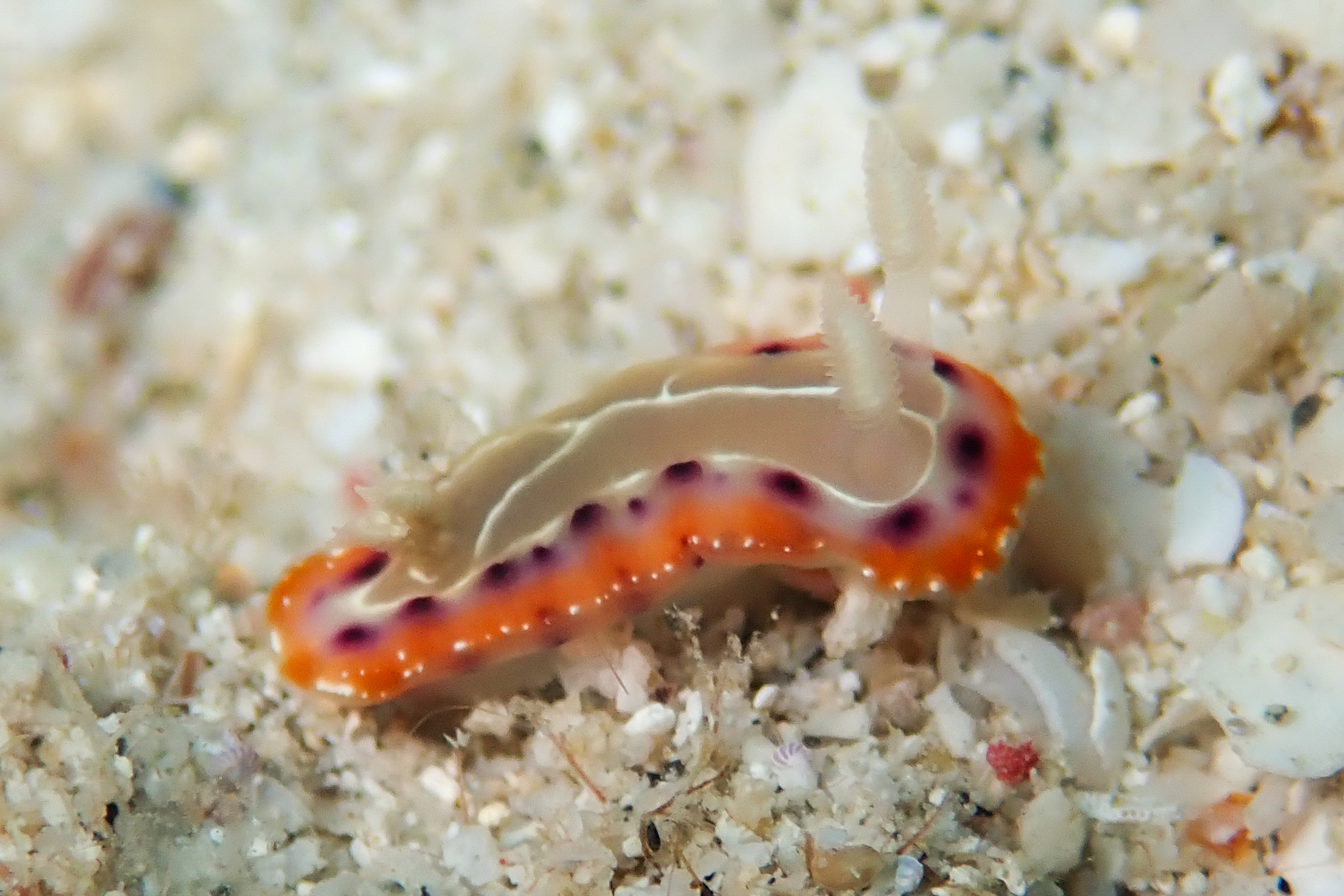 セトイロウミウシ Goniobranchus setoensis (Baba, 1938)