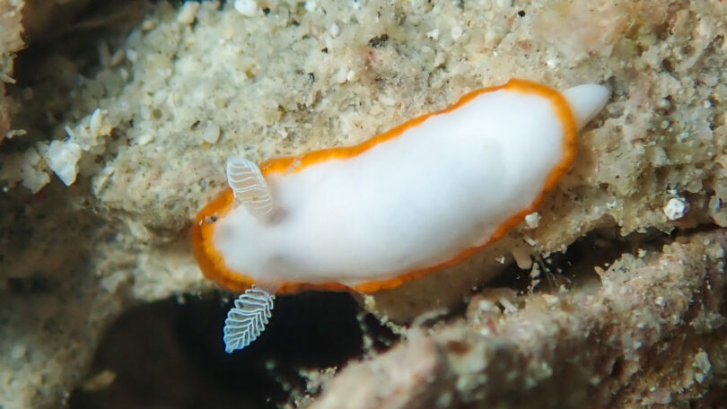 ボンボリイロウミウシ Goniobranchus albonares (Rudman, 1990)