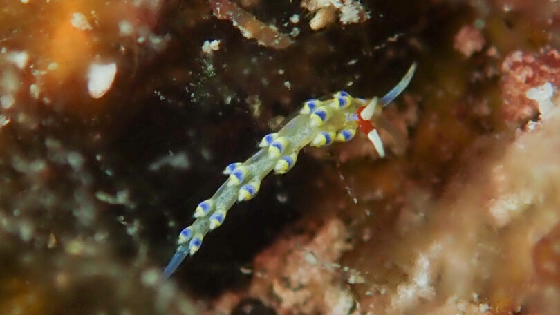 アオセンミノウミウシ Trinchesia sp. 1