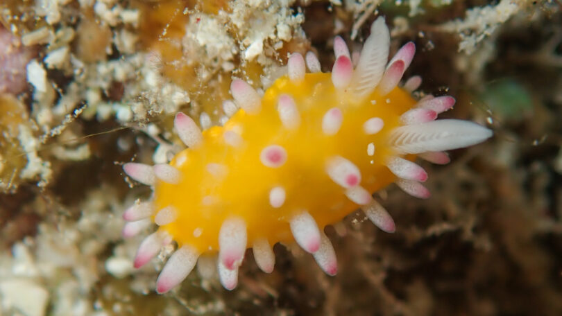 イガグリウミウシ Cadlinella ornatissima (Risbec, 1928)