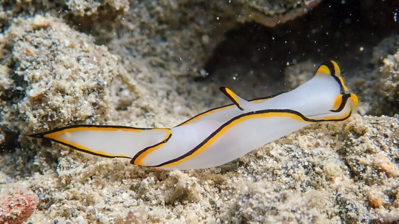 クロヘリシロツバメガイ Chelidonura pallida Risbec, 1951