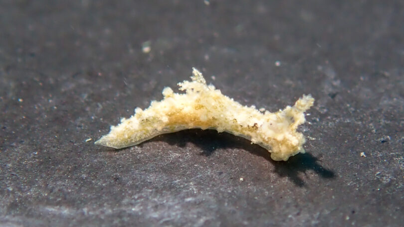 オウカンウミウシ Polycera japonica Baba, 1949