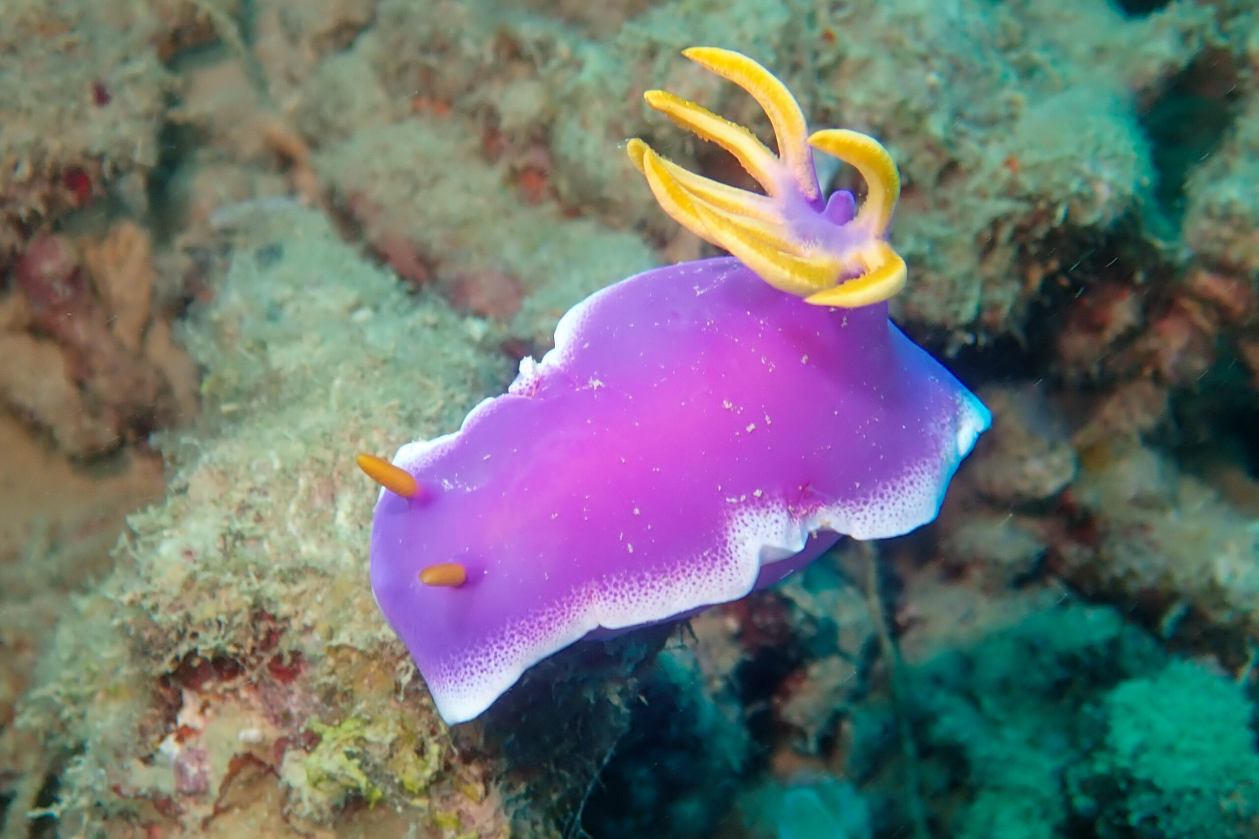 シンデレラウミウシ Hypselodoris apolegma (Yonow, 2001)