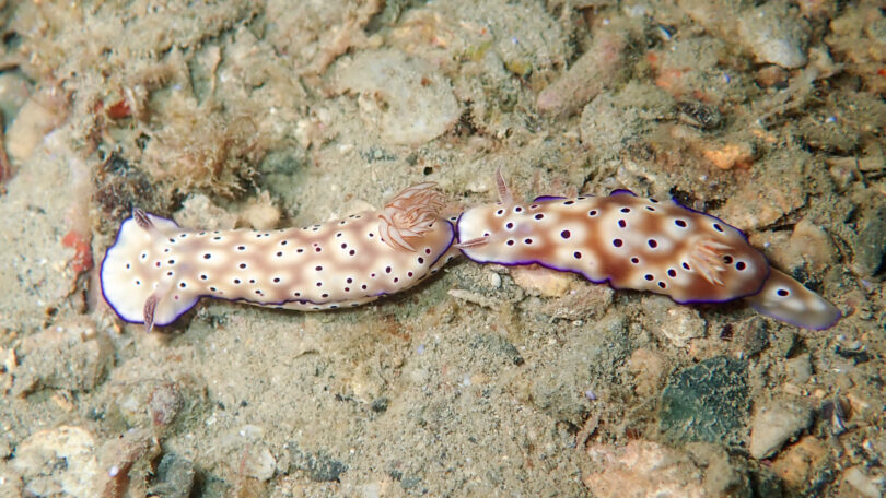 マダライロウミウシ Hypselodoris tryoni (Garrett, 1873)