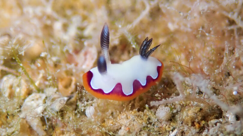 フジナミウミウシ Goniobranchus fidelis (Kelaart, 1858)