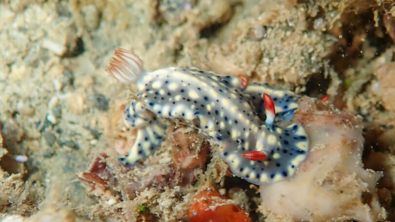 ホシゾラウミウシ Hypselodoris infucata (Rüppell & Leuckart, 1830)
