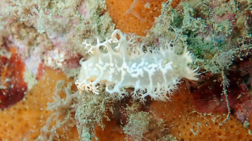 ユビノウハナガサウミウシ Tritoniopsis elegans (Audouin in Savigny, 1826)