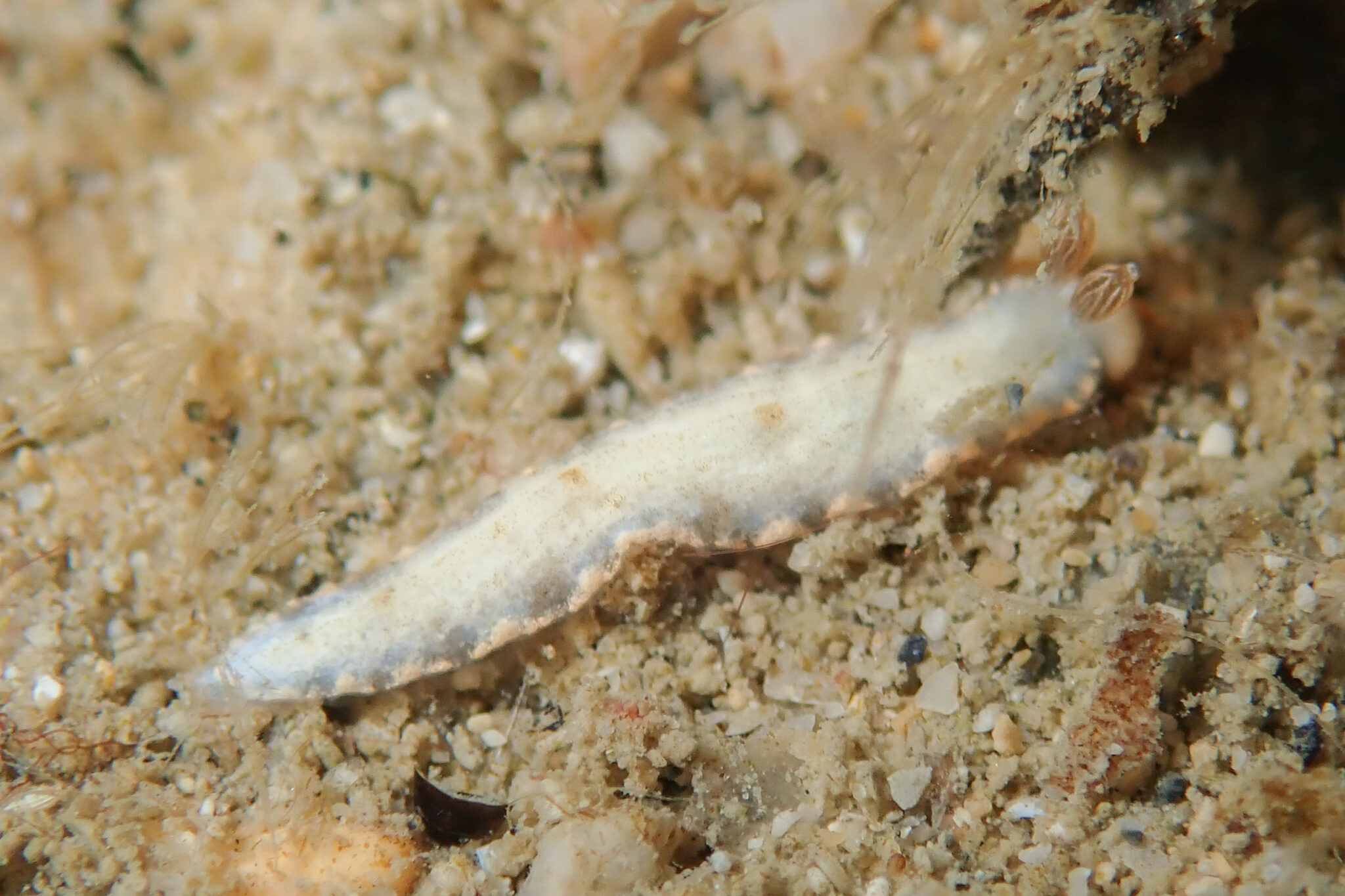 Fumiculus オシャレオトメウミウシ Dermatobranchus funiculus Gosliner & Fahey, 2011