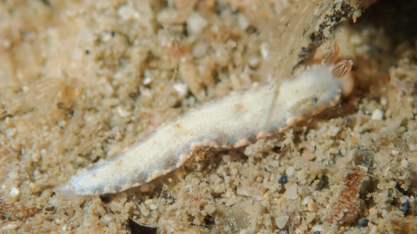 オシャレオトメウミウシ Dermatobranchus funiculus Gosliner & Fahey, 2011