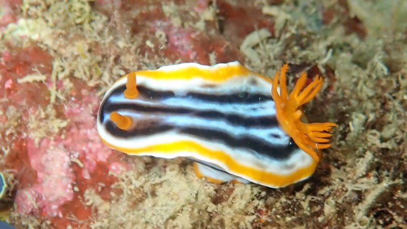 シライトウミウシ Chromodoris magnifica (Quoy & Gaimard, 1832)
