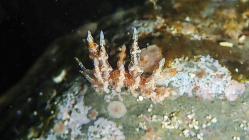 タマガワミノウミウシ Eubranchus cf. leopoldoi Caballer, Ortea & Espinosa, 2001