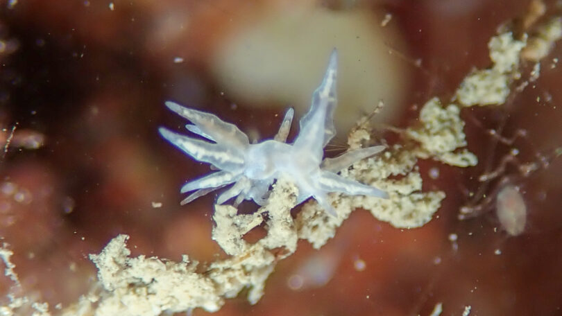 ホリミノウミウシ属の一種 36 Eubranchus sp.36