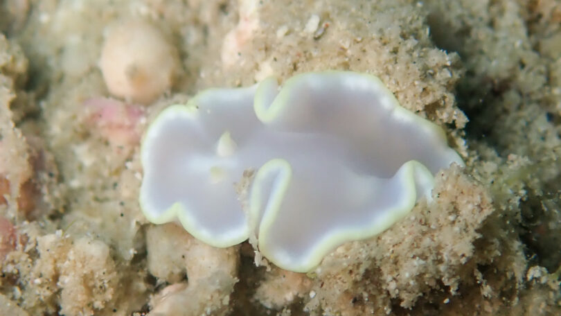 シロタエイロウミウシ Glossodoris buko Matsuda & Gosliner, 2018