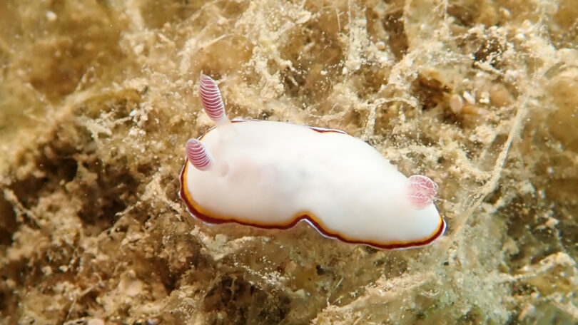 ハスイロウミウシ Goniobranchus fabulus Soong & Gosliner, 2022