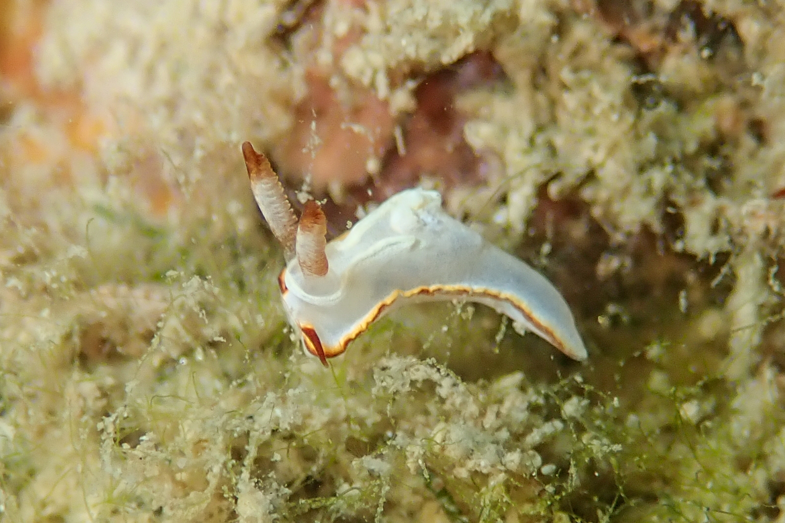 ケラマコネコウミウシ Pelagella longicornis Sofía Paz-Sedano, Dimitri Smirnoff, Terrence M. Gosliner and Marta Pola, 2023