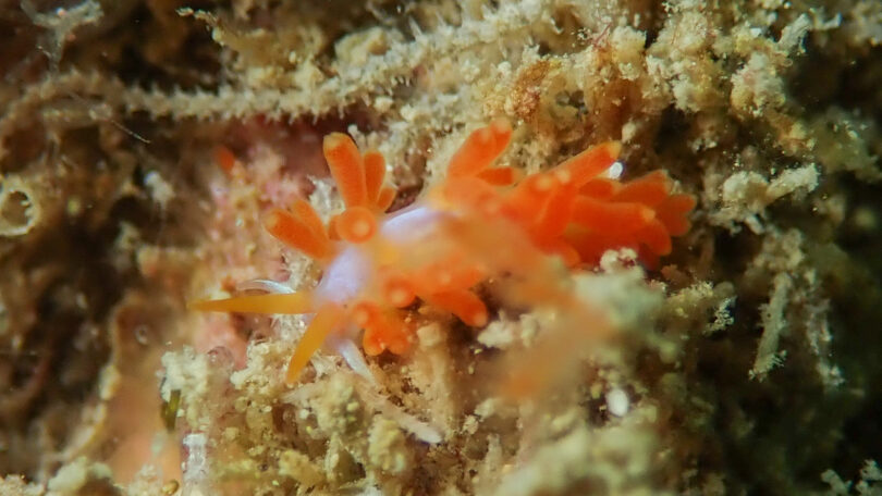 フジエラミノウミウシ属の一種 67 Trinchesia sp.67