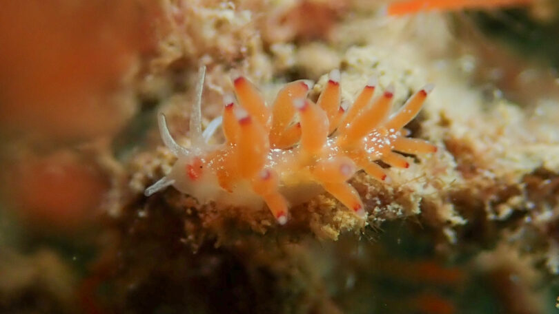 フジエラミノウミウシ属の一種 91 Trinchesia sp.91