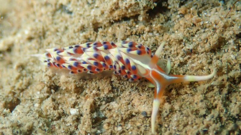 ヒブサミノウミウシ Caloria indica (Bergh, 1896)