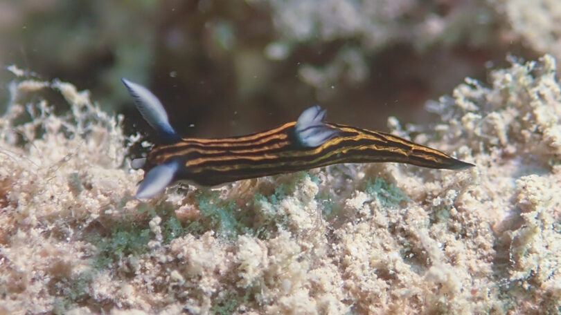 リュウグウウミウシ Roboastra gracilis (Bergh, 1877)