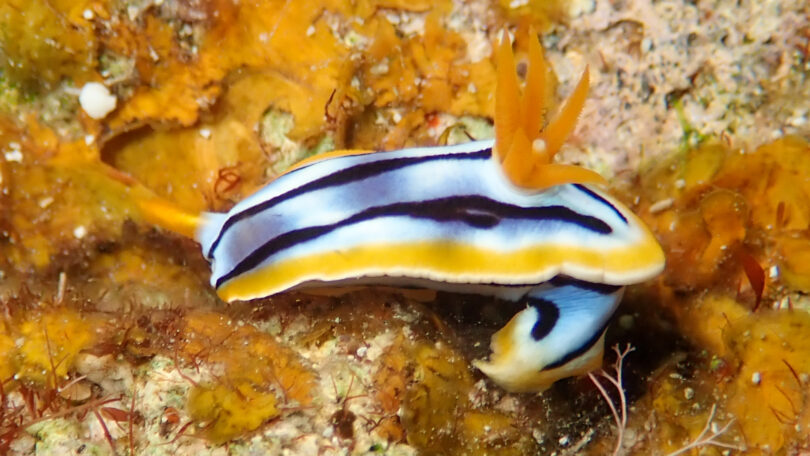 シボリイロウミウシ Chromodoris strigata Rudman, 1982
