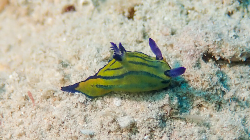 オオクチリュウグウウミウシ Tyrannodoris sp. 1