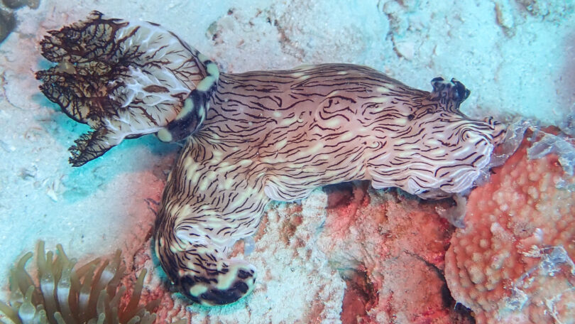 ブッシュドノエルウミウシ Jorunna rubescens (Bergh, 1876)