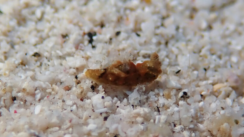 チャイロオウカンウミウシ Polycera risbeci Odhner, 1941