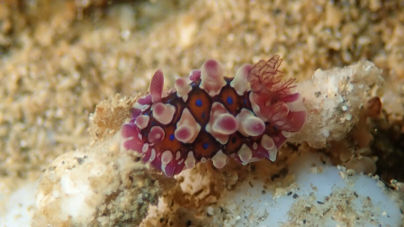 ミヤコウミウシ Dendrodoris krusensternii (Gray, 1850)