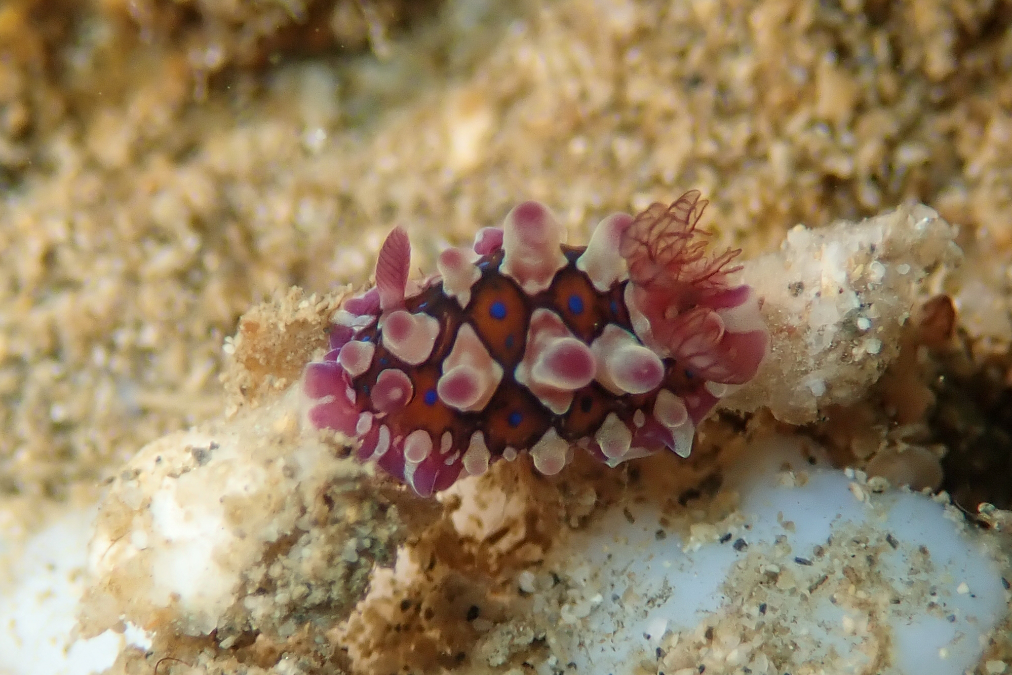 ミヤコウミウシ Dendrodoris krusensternii (Gray, 1850)