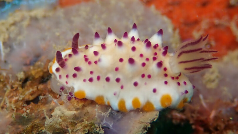 レンゲウミウシ Mexichromis multituberculata (Baba, 1953)