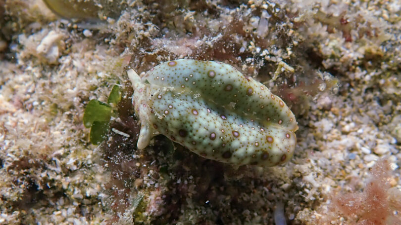 チドリミドリガイ Plakobranchus ocellatus van Hasselt, 1824