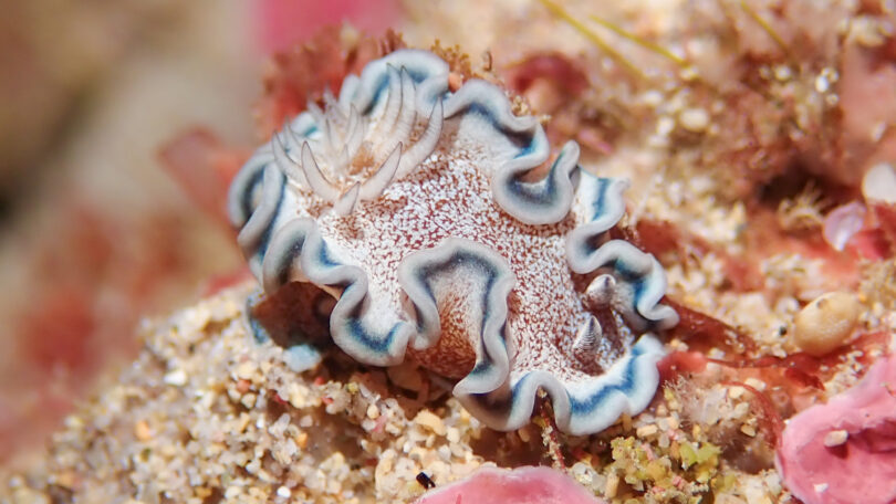 タヌキイロウミウシ Glossodoris hikuerensis (Pruvot – Fol, 1954)