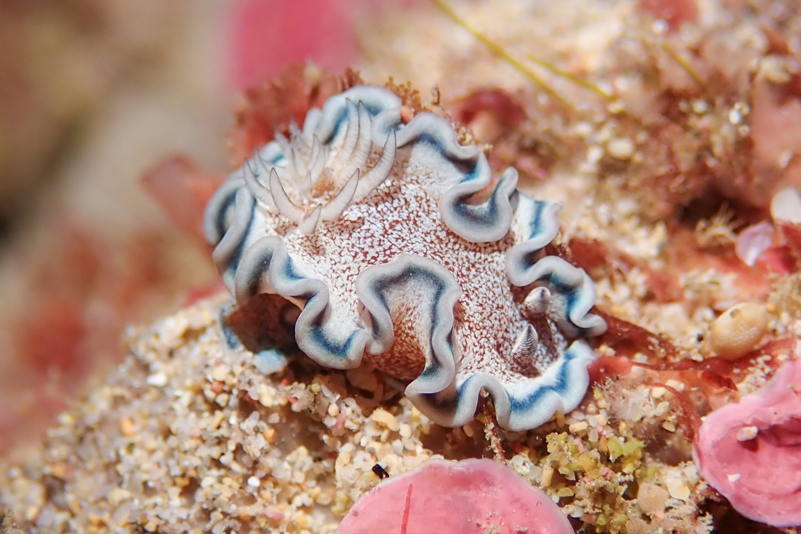 タヌキイロウミウシ Glossodoris hikuerensis (Pruvot – Fol, 1954)