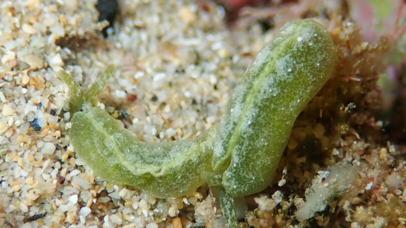 ワカバミドリガイ Elysia nealae Ostergaard, 1955