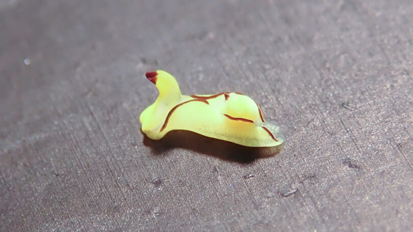 クロフチウミコチョウ Siphopteron nigromarginatum Gosliner, 1989