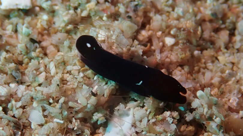クロボウズ Nakamigawaia nakanoae Hellem & Malaquias, 2022