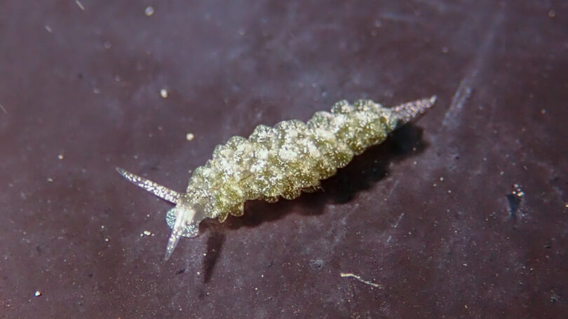 コノハモウミウシ Ercolania sp. 1