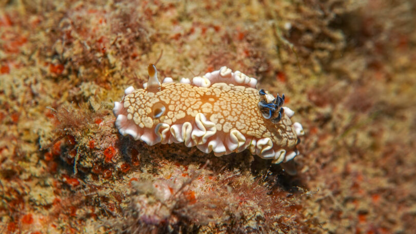 キンゴマイロウミウシ