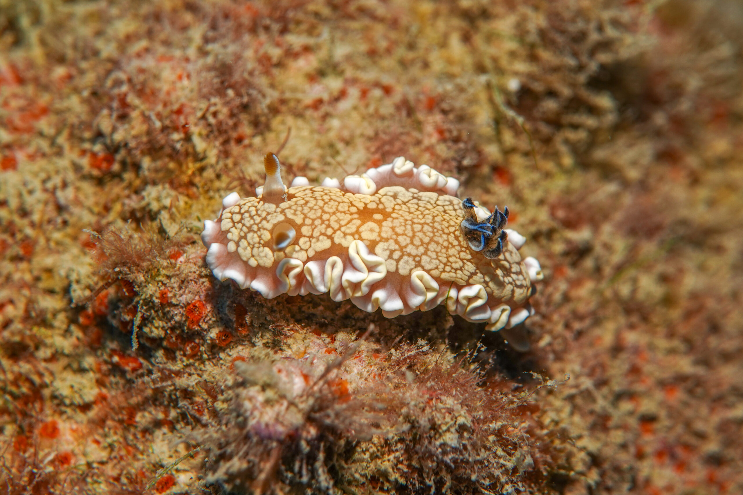 キンゴマイロウミウシ Ardeadoris tomsmithi (Bertsh & Gosliner, 1989)